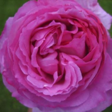 Rose yves piaget