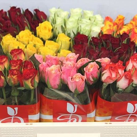 Weekly Special - Rose Mix