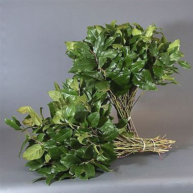 Gaultheria Salal Extra (USA)