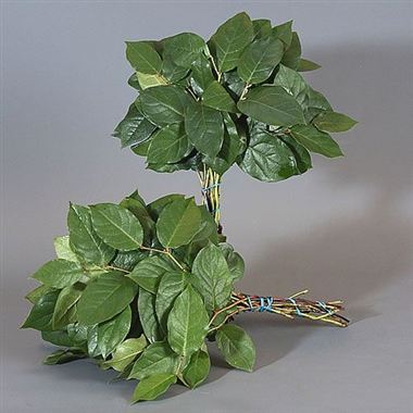 Gaultheria Salal Mini