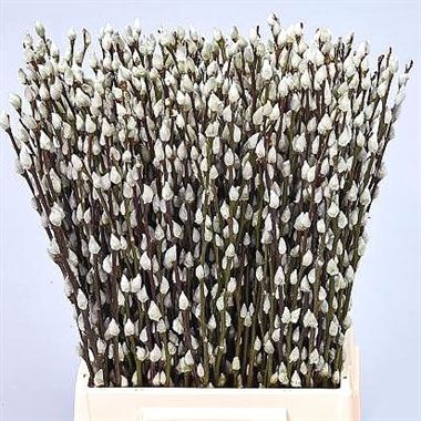 Salix Pussy Willow