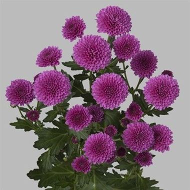 Chrysant san. Masai