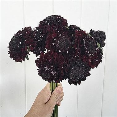 SCABIOUS BLACKBERRY SCOOP