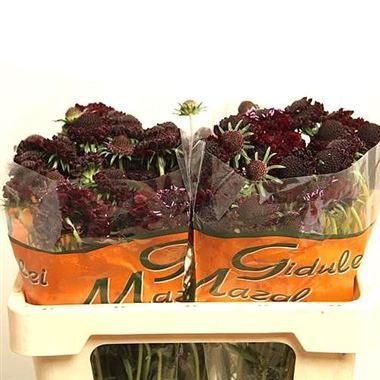 Scabious Blackberry Scoop