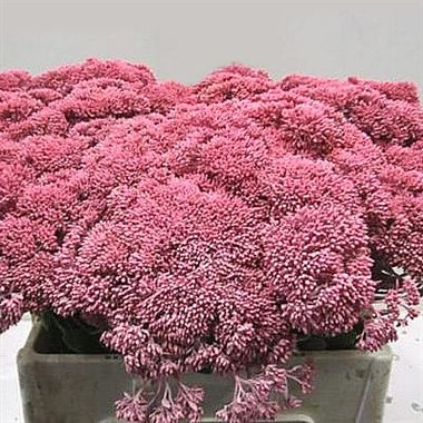 Sedum Painted Pink