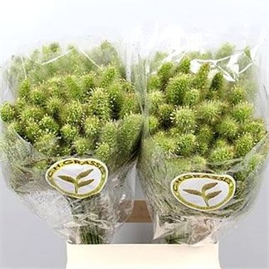 Setaria Whole Milk Grass