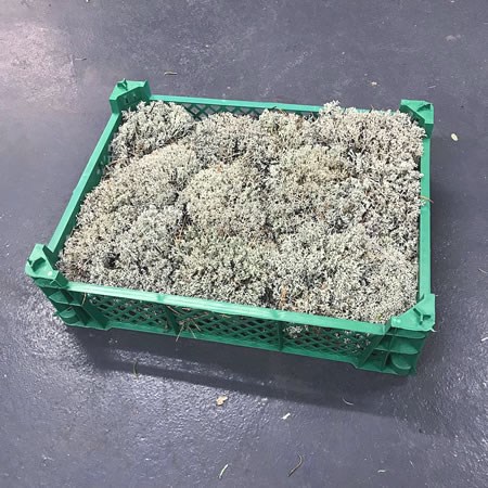 Silver Moss | Wholesale Dutch Flowers & Florist Supplies UK
