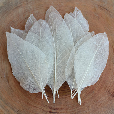 Skeleton Leaves x 100 - Bleached