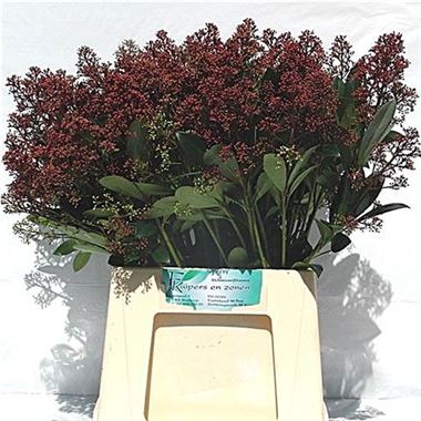 Skimmia Japonica Rubella