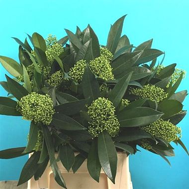 Skimmia Kew Green