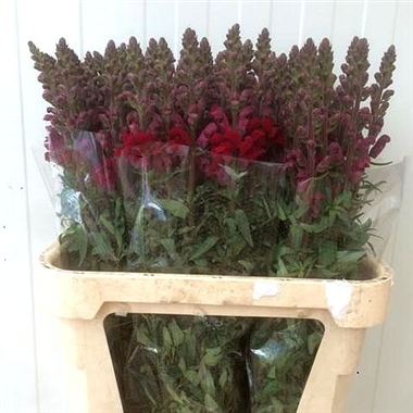 Snapdragon Costa Velvet
