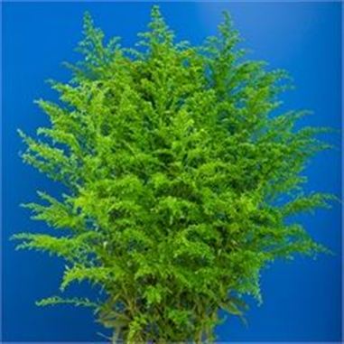 Solidago Dyed Green