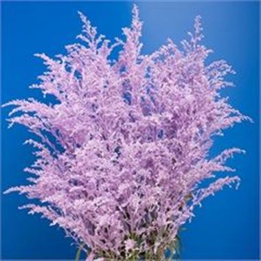 Solidago Dyed Lilac