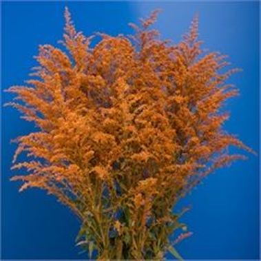 Solidago Dyed Orange