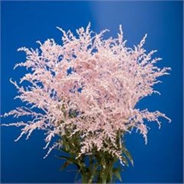 Solidago Dyed Pink
