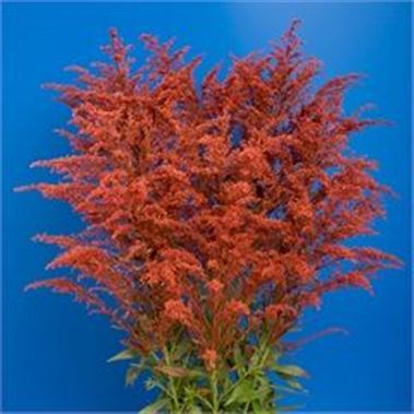 Solidago Dyed Red