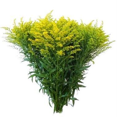 Solidago golden glory