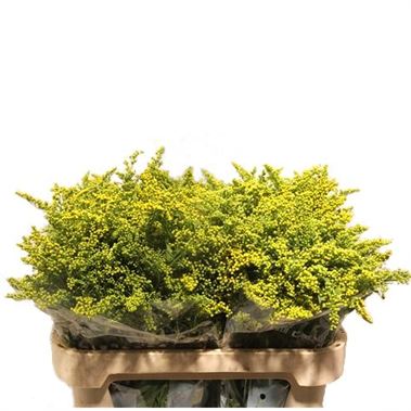 Solidago Carzan Glory