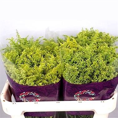 Solidago tara gold