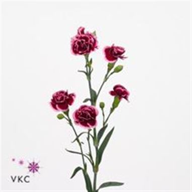 Carnation spr. Raspberry Ripple