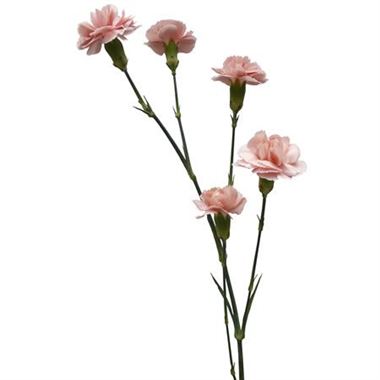 Carnation SPR. Bubblegum Pink