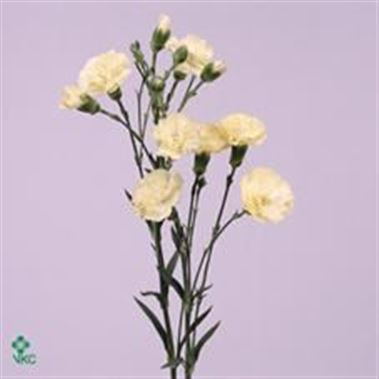 Carnation spr. Imagine