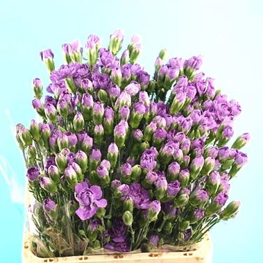 Carnation spr. Moonberry