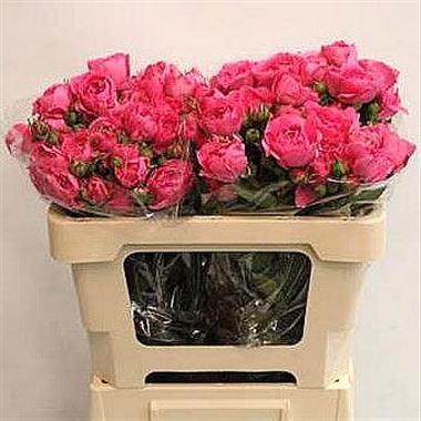 Rose Spray Baronesse Freiland