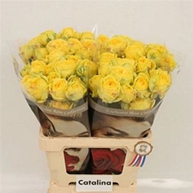 Rose Spray catalina
