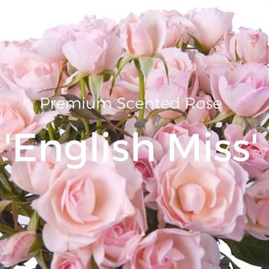 Rose Spray english miss (scented)