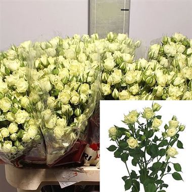 Rose Spray Evergreen