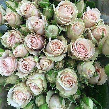 Rose Spray Irischka