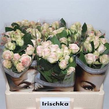Rose Spray Irischka