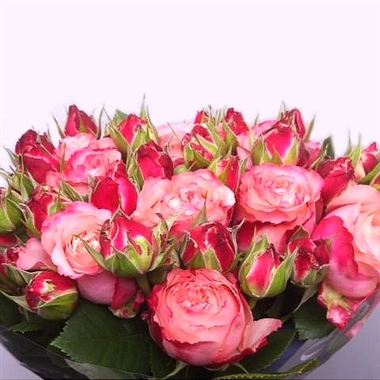 Rose Spray King Arthur