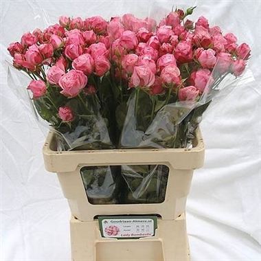 Rose Spray Lady Bombastic