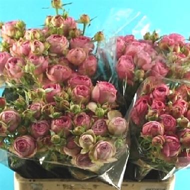 Rose Spray lavender lace