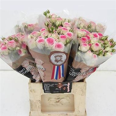 Rose Spray Mimi Eden