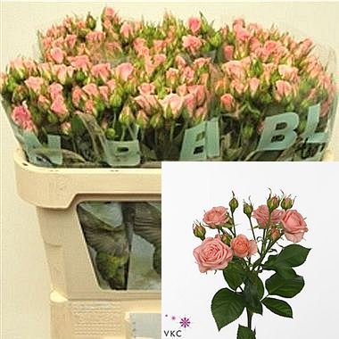 Rose Spray Odilia