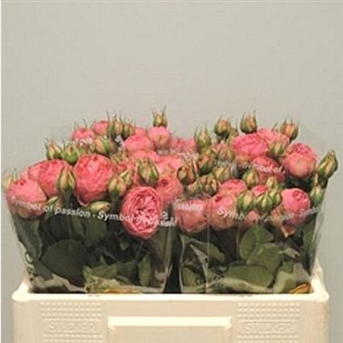 Rose Spray Pink Piano Freiland
