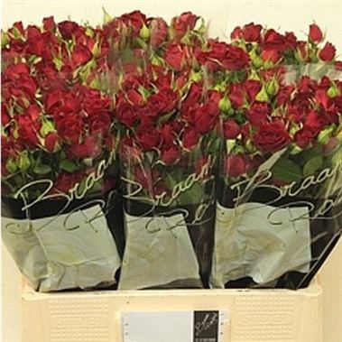 Rose Spray Rubicon