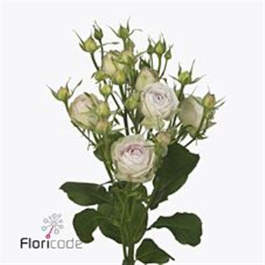 Rose Spray silver lace