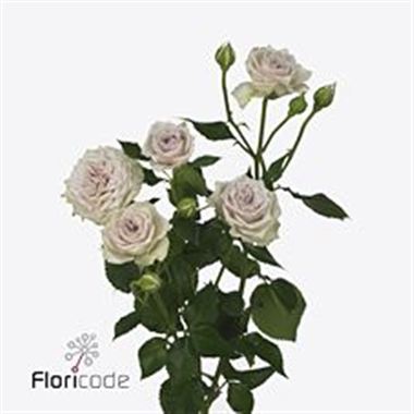 Rose Spray silver rain