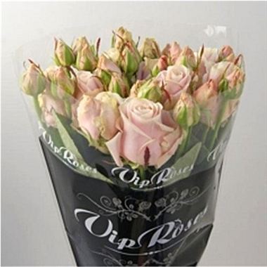 Rose Spray Sweet Avalanche