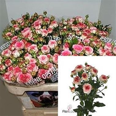 Rose Spray Sweet Stars