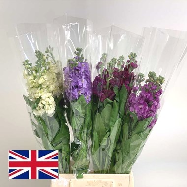 Stocks Mix - English