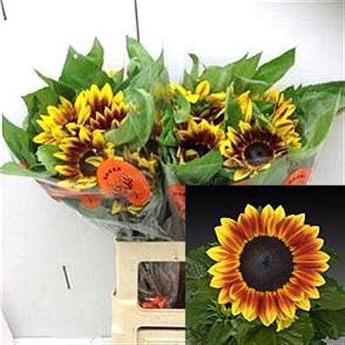 Sunflowers flame