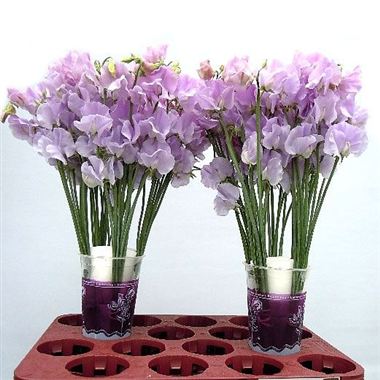 Sweet Peas Winter Sunshine Lavender
