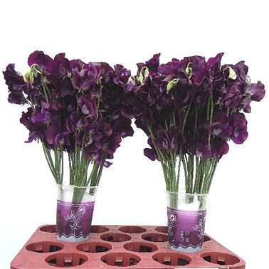 Sweet Peas Winter Sunshine Navy