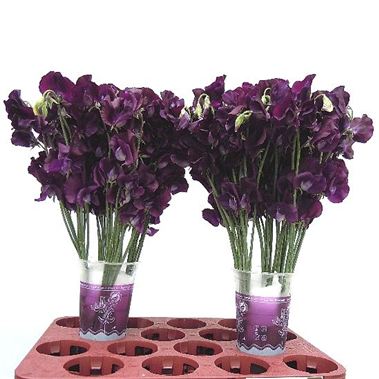 Sweet peas winter sunshine navy