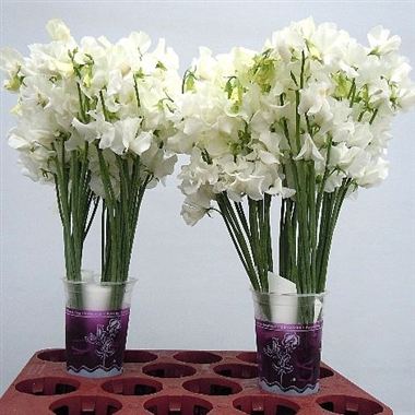 Sweet peas winter sunshine white